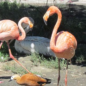 American Flamingos