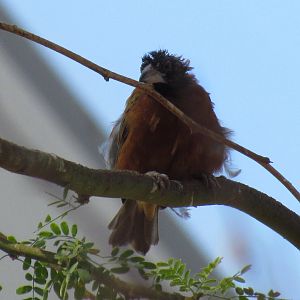 Chestnut Weaver