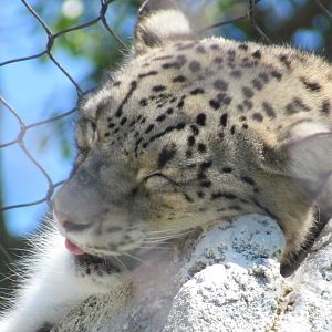 Snow Leopard