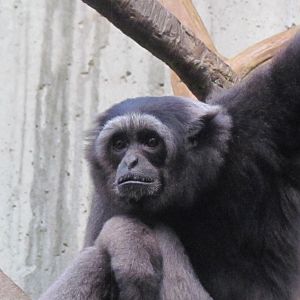Mueller’s Gibbon