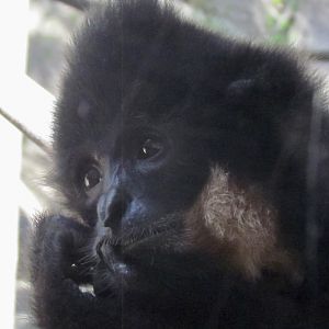 Buff-cheeked Gibbon
