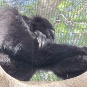 Agile Gibbon