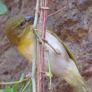 Salvadori’s Weaver