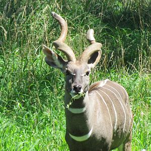 Lesser Kudu