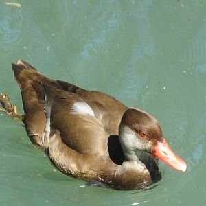 Red-crested Pochard