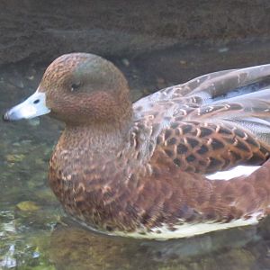 Eurasian Wigeon
