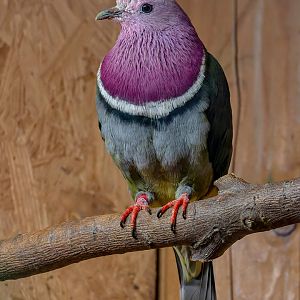 Pink-headed fruit-dove (Ptilinopus porphyreus)