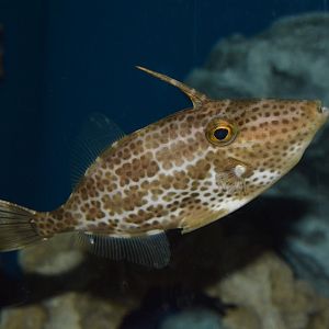 Manyspot leatherjacket (Thamnaconus tessellatus)
