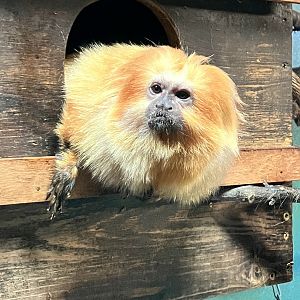 Golden Lion Tamarin