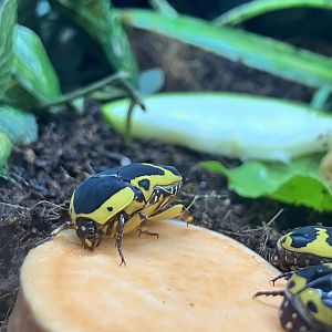 Garden Fruit Chafer