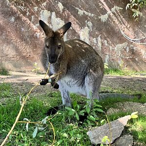 Red-Necked Wallaby