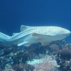 Zebra shark