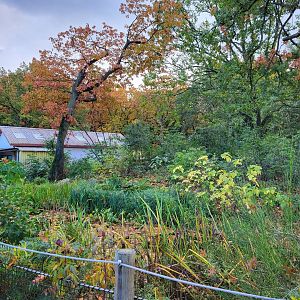 Squirrel monkey - coati enclosure