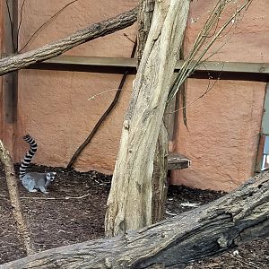 Ring-tailed lemur enclosure
