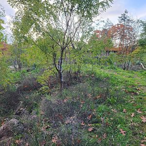 Ring-tailed lemur outdoor enclosure