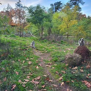 Ring-tailed lemur outdoor enclosure