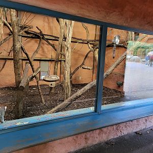 Ring-tailed lemur indoor-enclosure