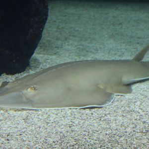 Guitarfish