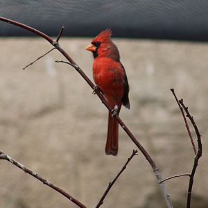 Northern cardinal