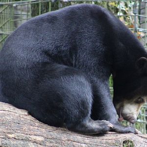 Sun bear