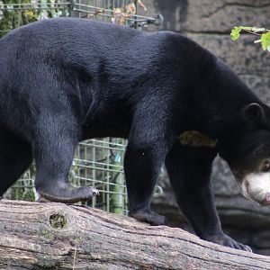 Sun bear