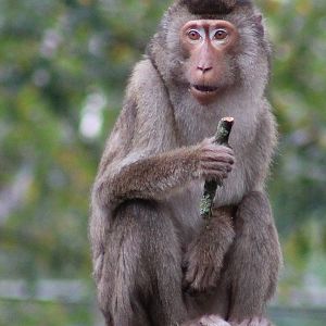 Sunda pig-tailed macaque