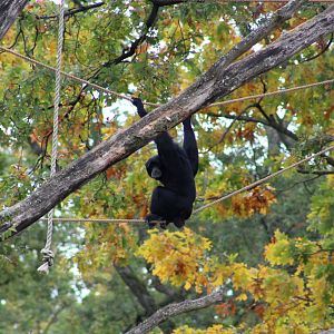 Siamang