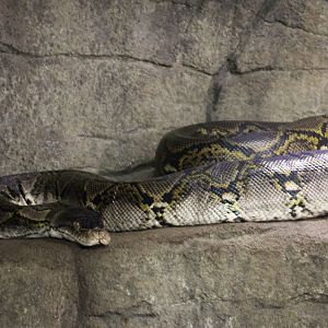 Reticulated python