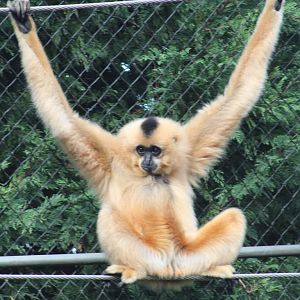 Red-cheeked gibbon