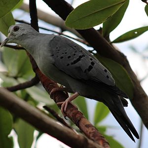 Blue ground-dove