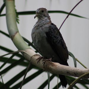 Blue ground-dove - juvenile