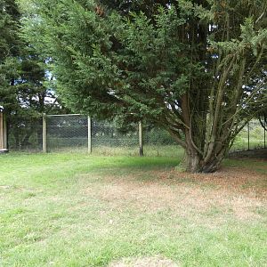 Southern cassowary enclosure