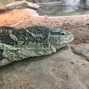 Nile Monitor