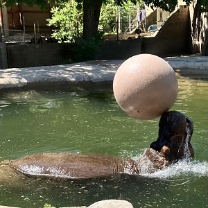 Common Hippopotamus playing with a ball
