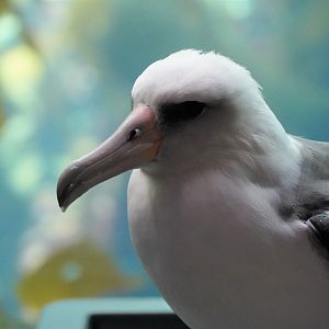 Laysan albatross