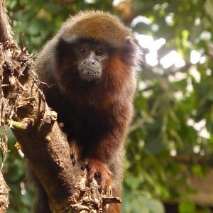 Red Titi Monkey