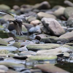 Grey Wagtail