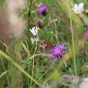 Meadow Brown