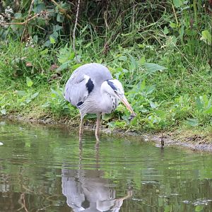 Grey Heron with caught shrew