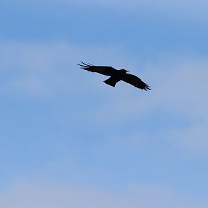 Red-billed Chough at RSPB South Stack