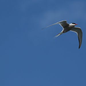 Arctic Tern