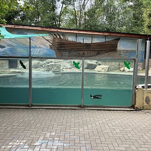 African penguin underwater view
