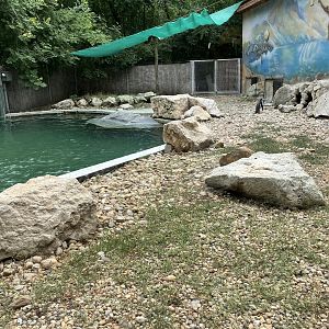 African penguin enclosure