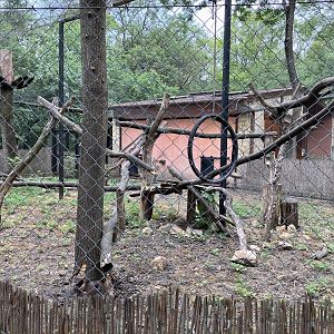 De Brazza’s monkey exhibit
