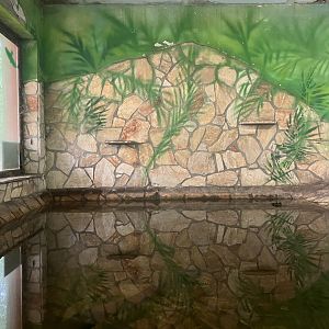 Dwarf crocodile pool