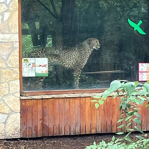 Cheetah in the indoors