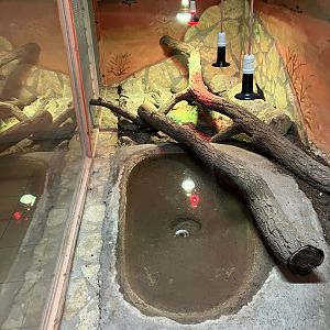 Savannah monitor exhibit
