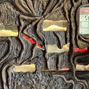 Naked mole-rat exhibit