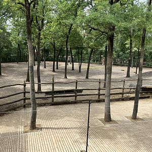 Rotschild’s giraffe and Grant’s zebra paddock