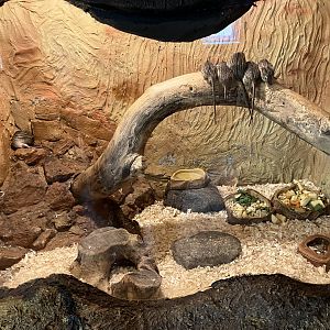 Barbary striped grass mouse exhibit